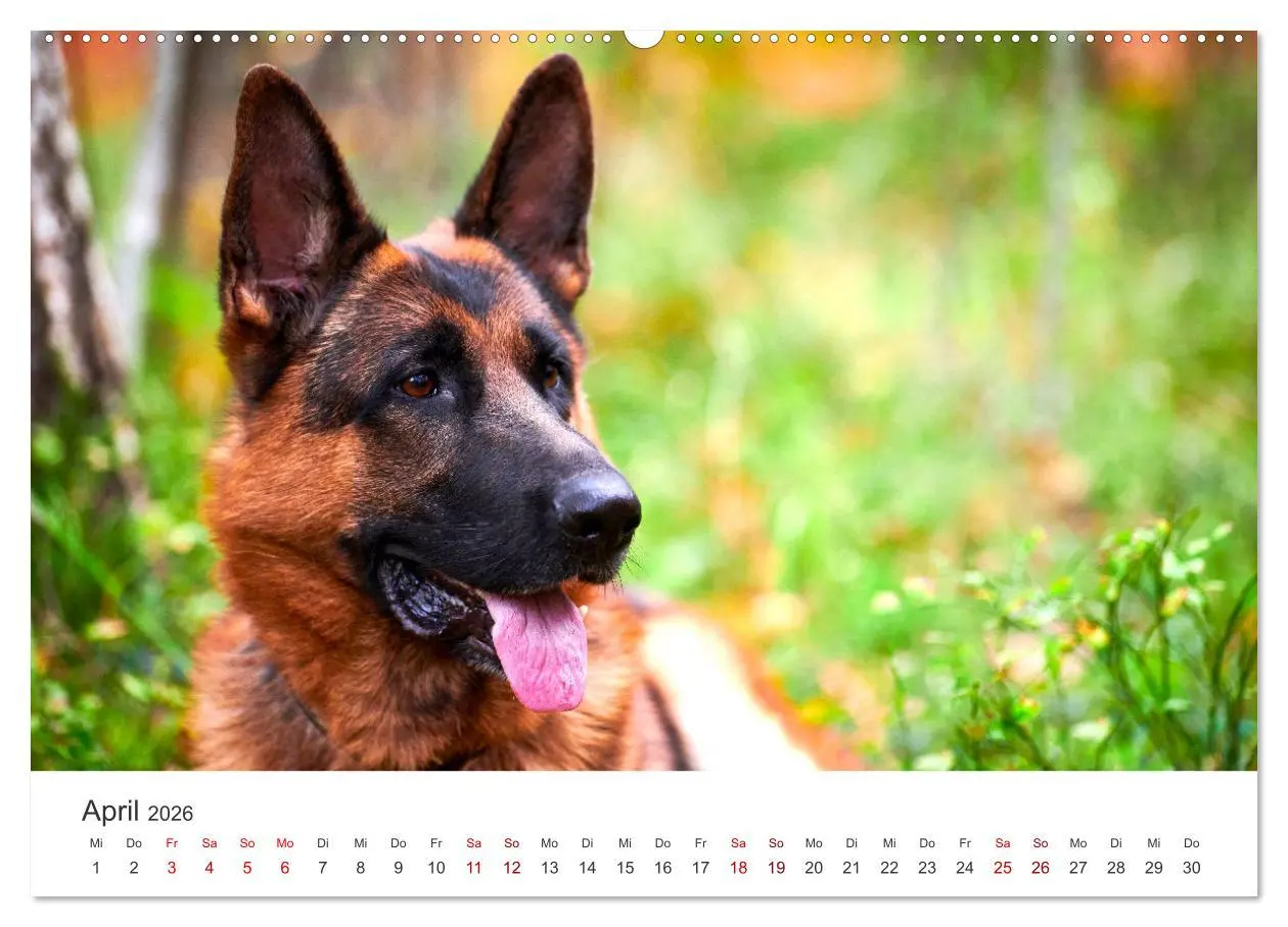 Bild: 9783457552476 | Schäferhunde - Die gutmütigen Wegbegleiter. (hochwertiger Premium...