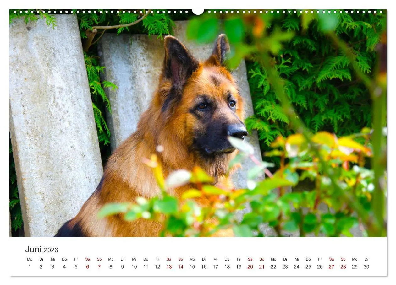Bild: 9783457552476 | Schäferhunde - Die gutmütigen Wegbegleiter. (hochwertiger Premium...