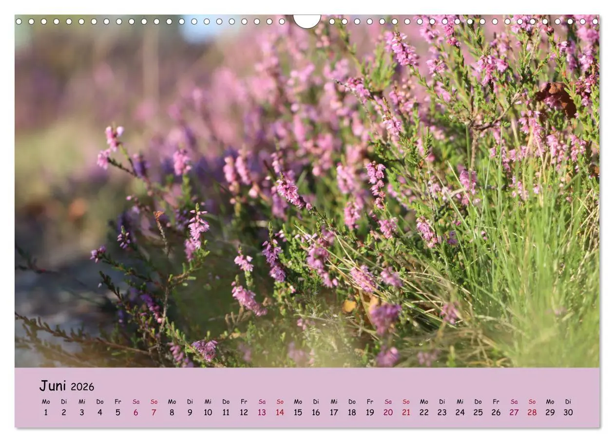 Bild: 9783457622476 | Lüneburger Heide Wege (Wandkalender 2026 DIN A3 quer), CALVENDO...