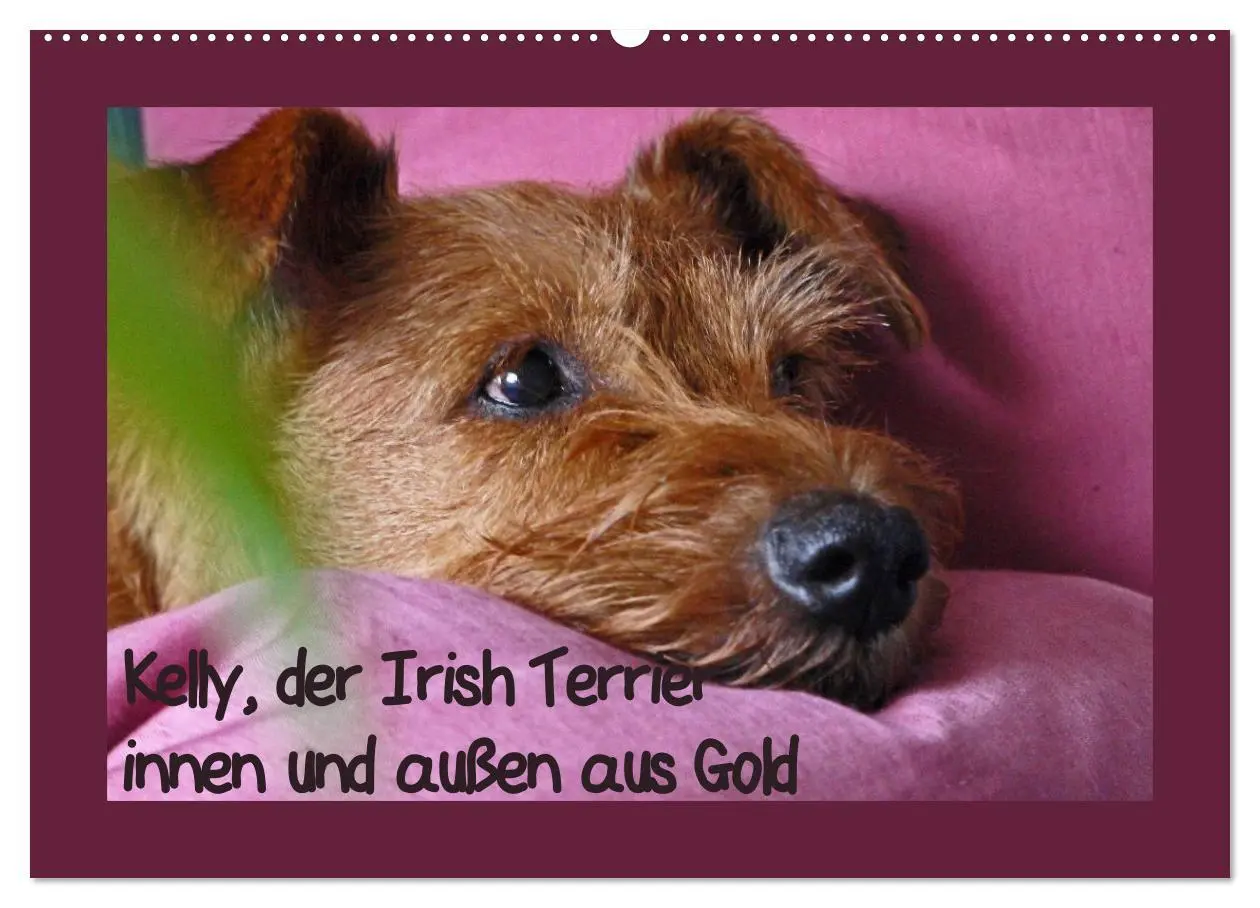 Cover: 9783457932476 | Kelly, der Irish Terrier - innen und außen aus Gold (Wandkalender...