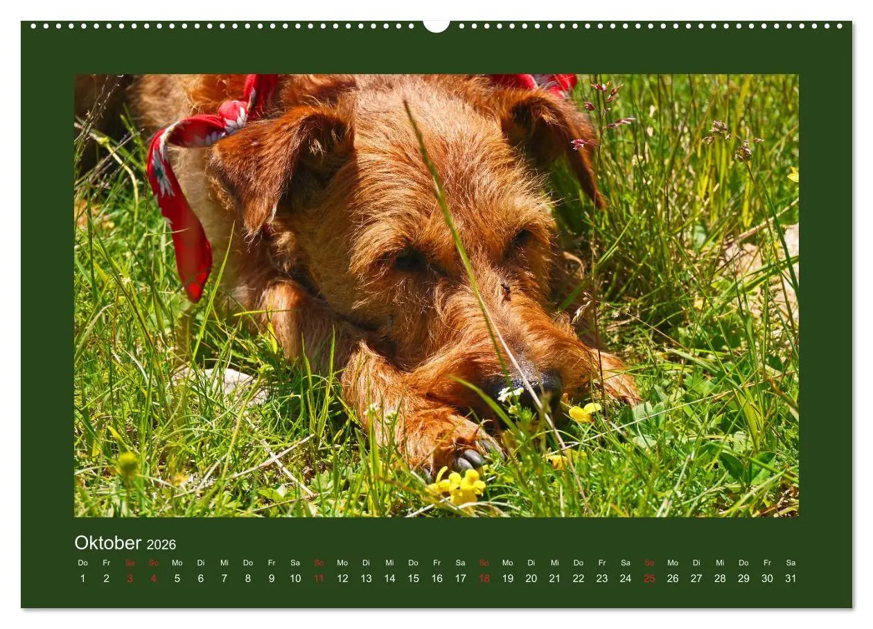 Bild: 9783457932476 | Kelly, der Irish Terrier - innen und außen aus Gold (Wandkalender...