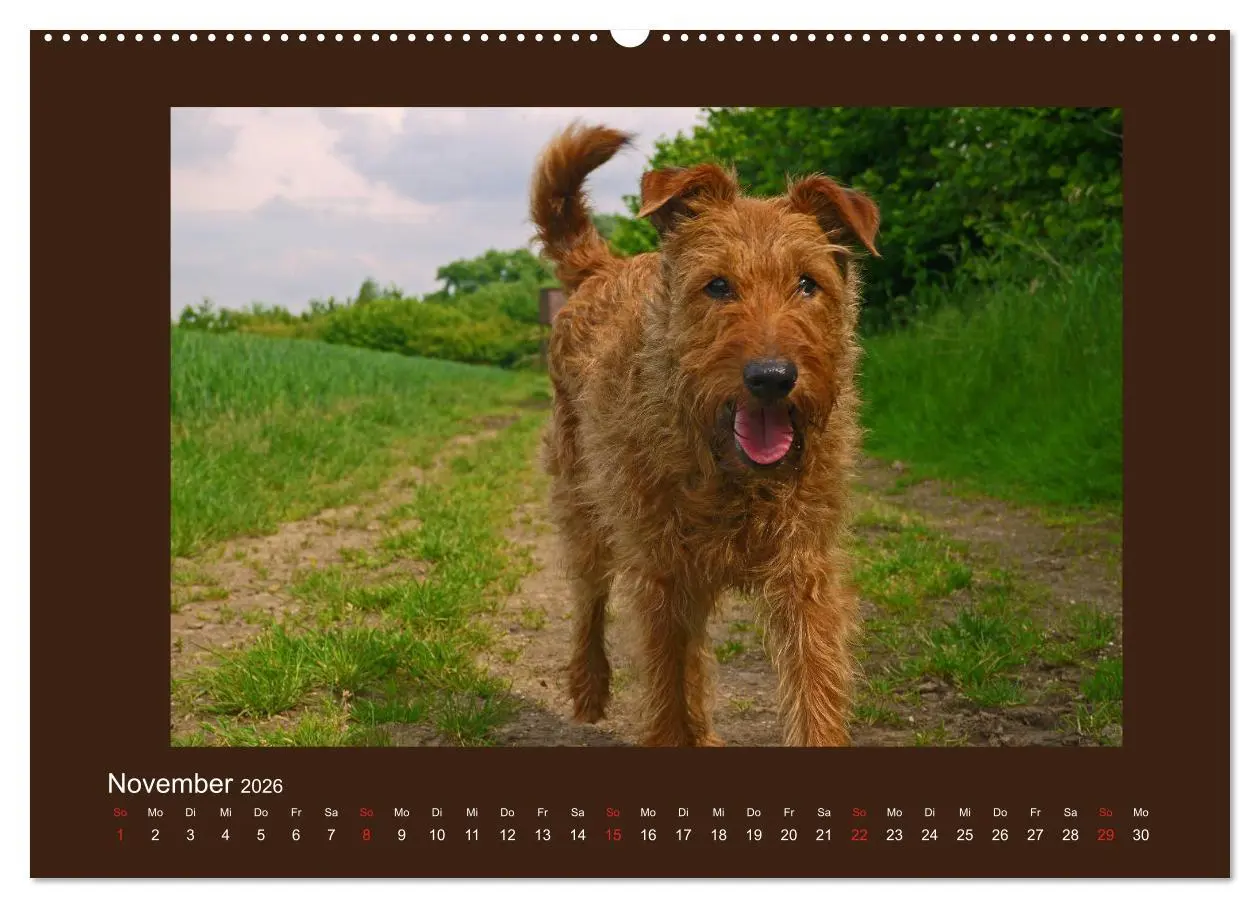 Bild: 9783457932476 | Kelly, der Irish Terrier - innen und außen aus Gold (Wandkalender...