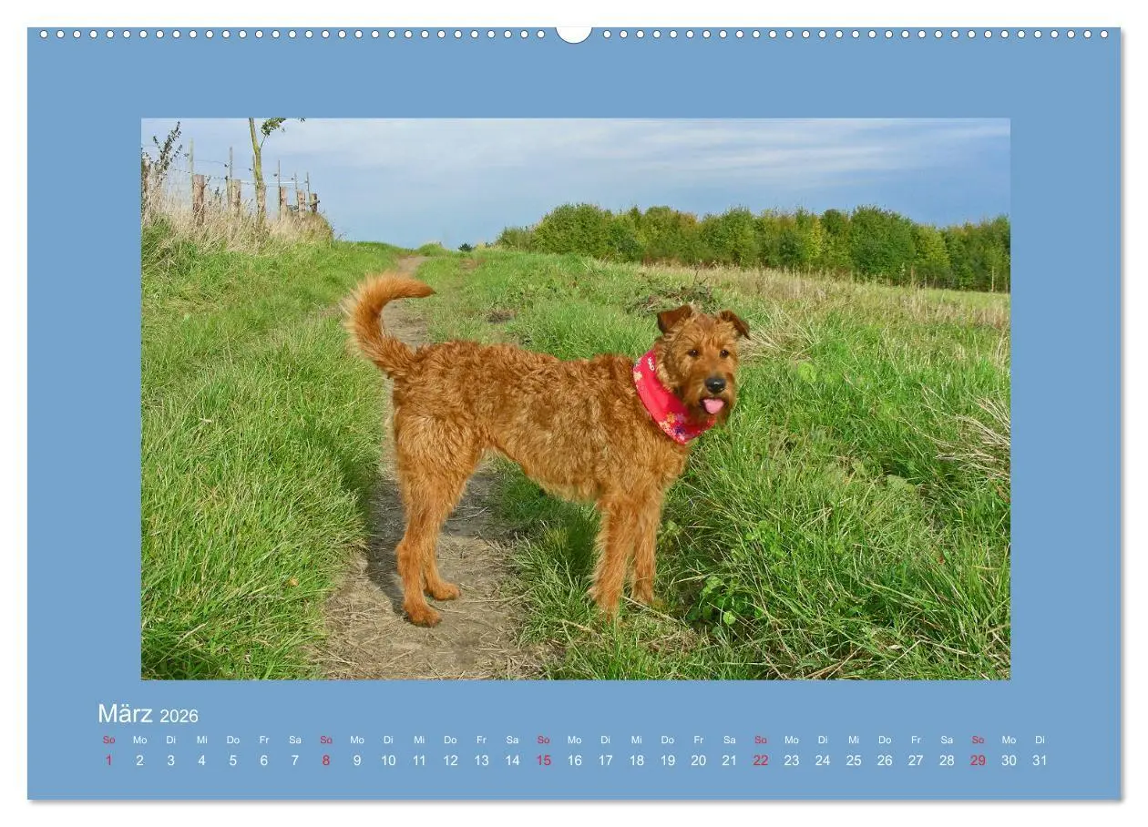 Bild: 9783457932476 | Kelly, der Irish Terrier - innen und außen aus Gold (Wandkalender...
