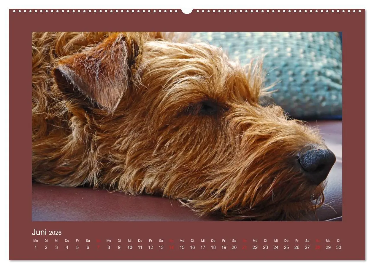 Bild: 9783457932476 | Kelly, der Irish Terrier - innen und außen aus Gold (Wandkalender...