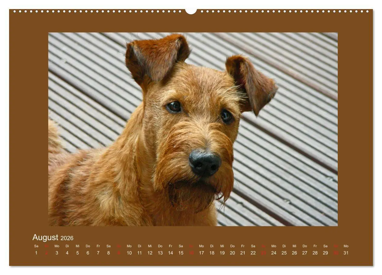 Bild: 9783457932476 | Kelly, der Irish Terrier - innen und außen aus Gold (Wandkalender...