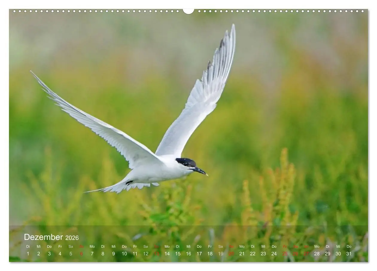 Bild: 9783516192476 | Nordatlantische Seevögel (hochwertiger Premium Wandkalender 2026...