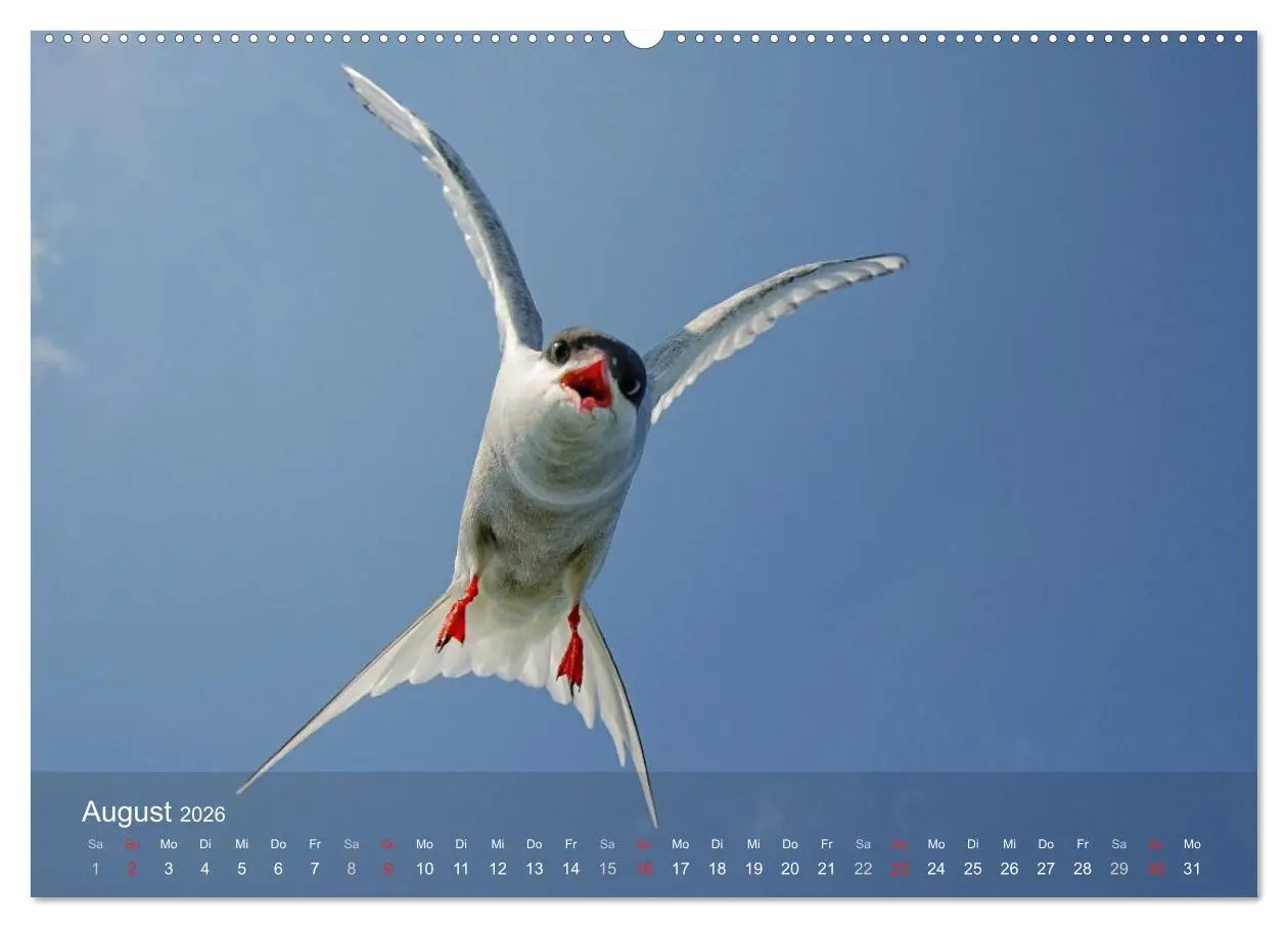 Bild: 9783516192476 | Nordatlantische Seevögel (hochwertiger Premium Wandkalender 2026...