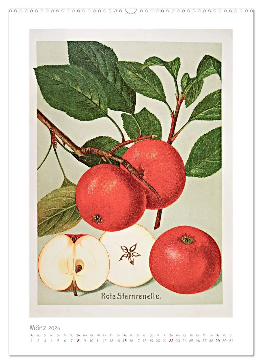 Bild: 9783516402476 | Äpfel/Appels. Alte ostfriesische Sorten (Wandkalender 2026 DIN A2...