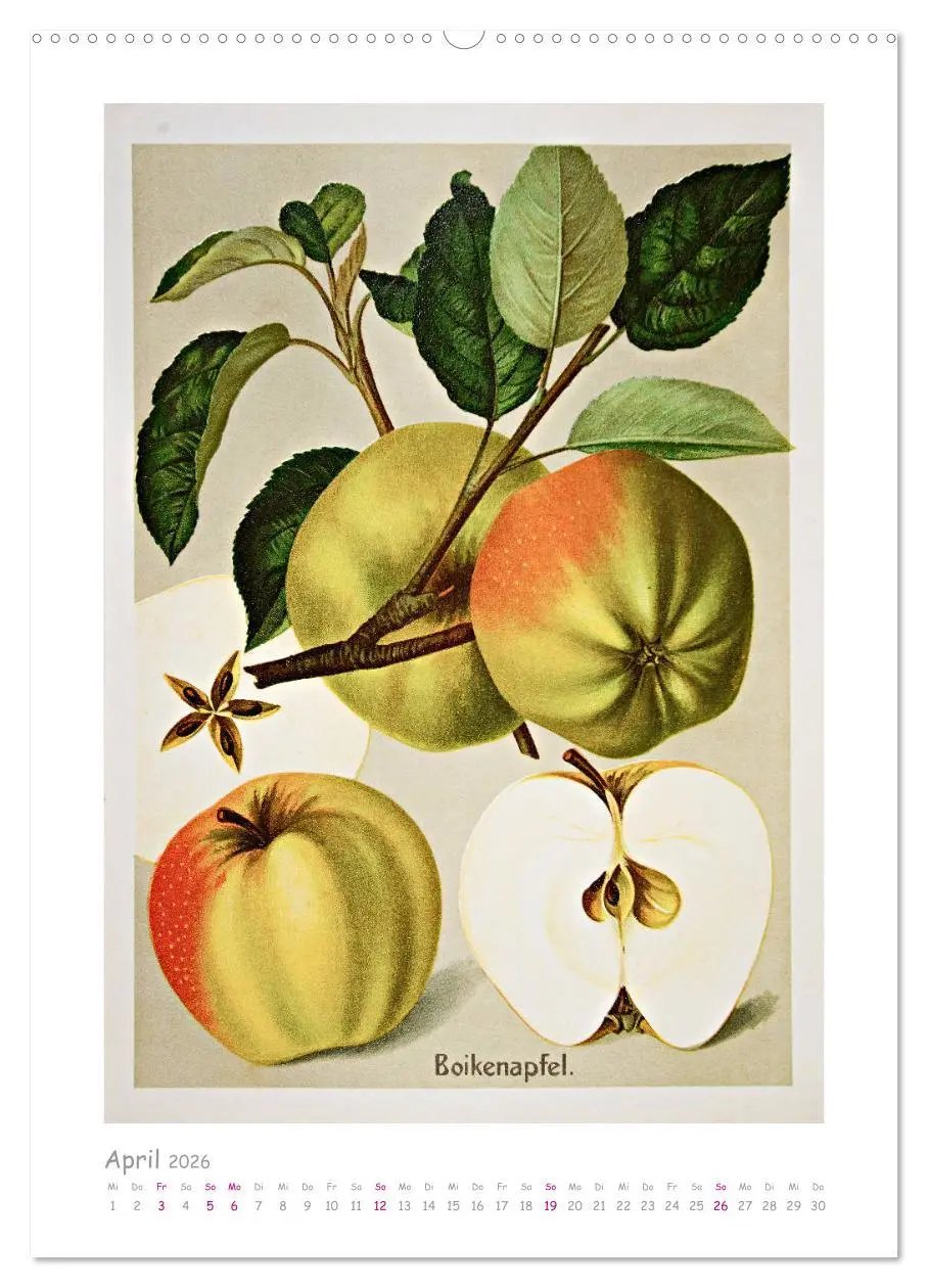 Bild: 9783516402476 | Äpfel/Appels. Alte ostfriesische Sorten (Wandkalender 2026 DIN A2...