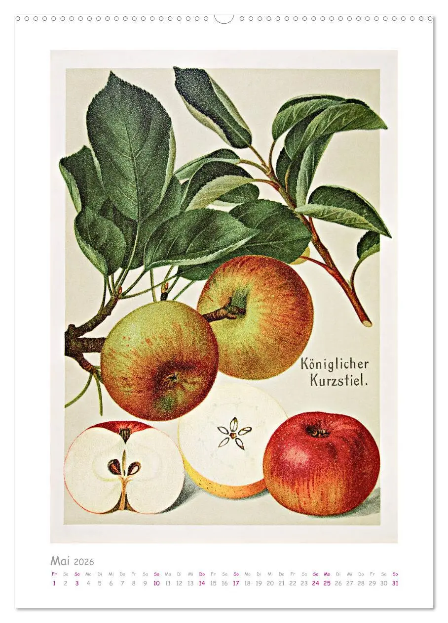 Bild: 9783516402476 | Äpfel/Appels. Alte ostfriesische Sorten (Wandkalender 2026 DIN A2...