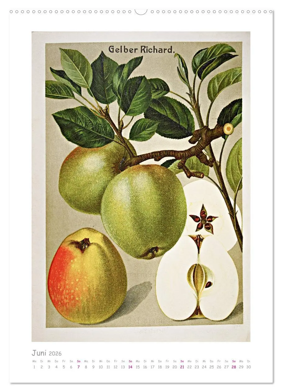 Bild: 9783516402476 | Äpfel/Appels. Alte ostfriesische Sorten (Wandkalender 2026 DIN A2...