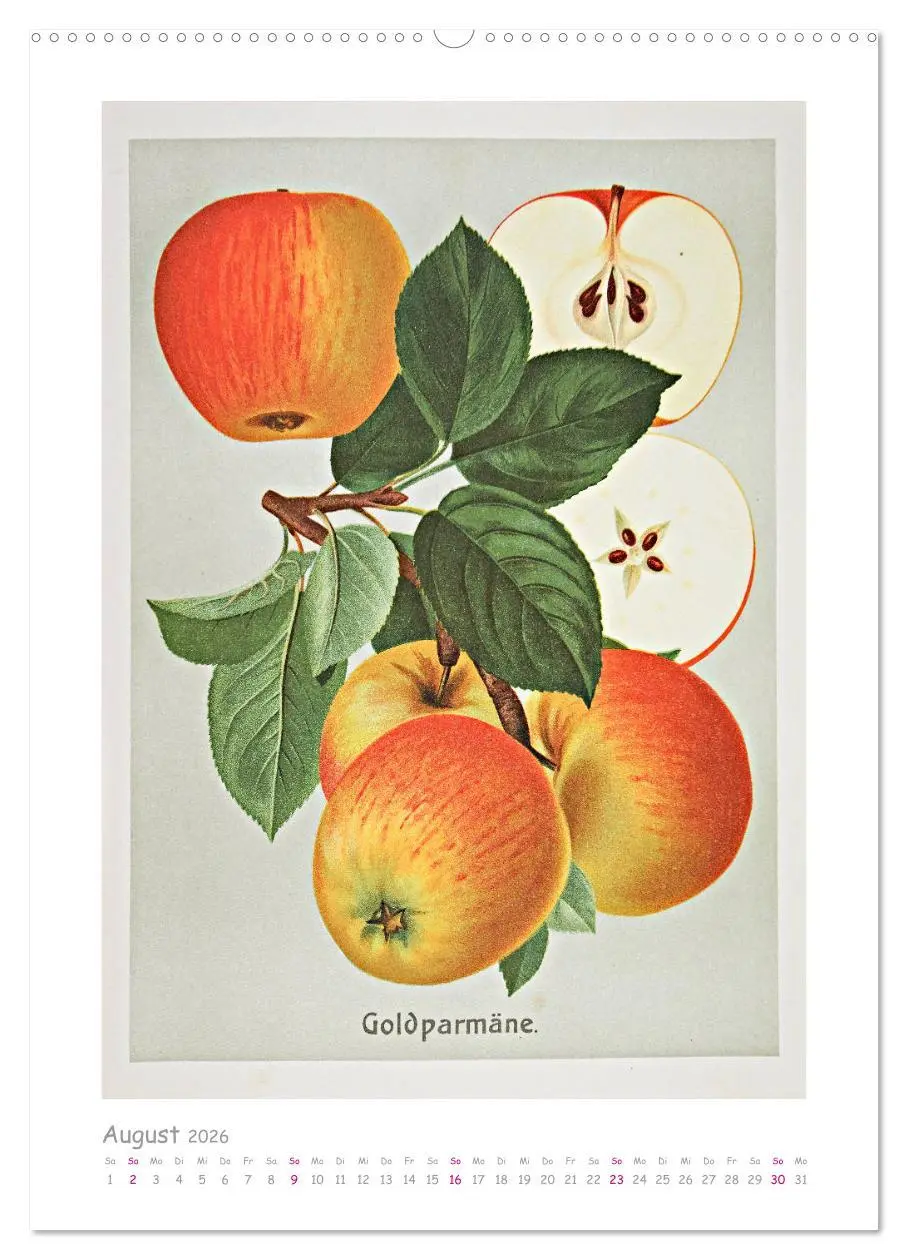 Bild: 9783516402476 | Äpfel/Appels. Alte ostfriesische Sorten (Wandkalender 2026 DIN A2...