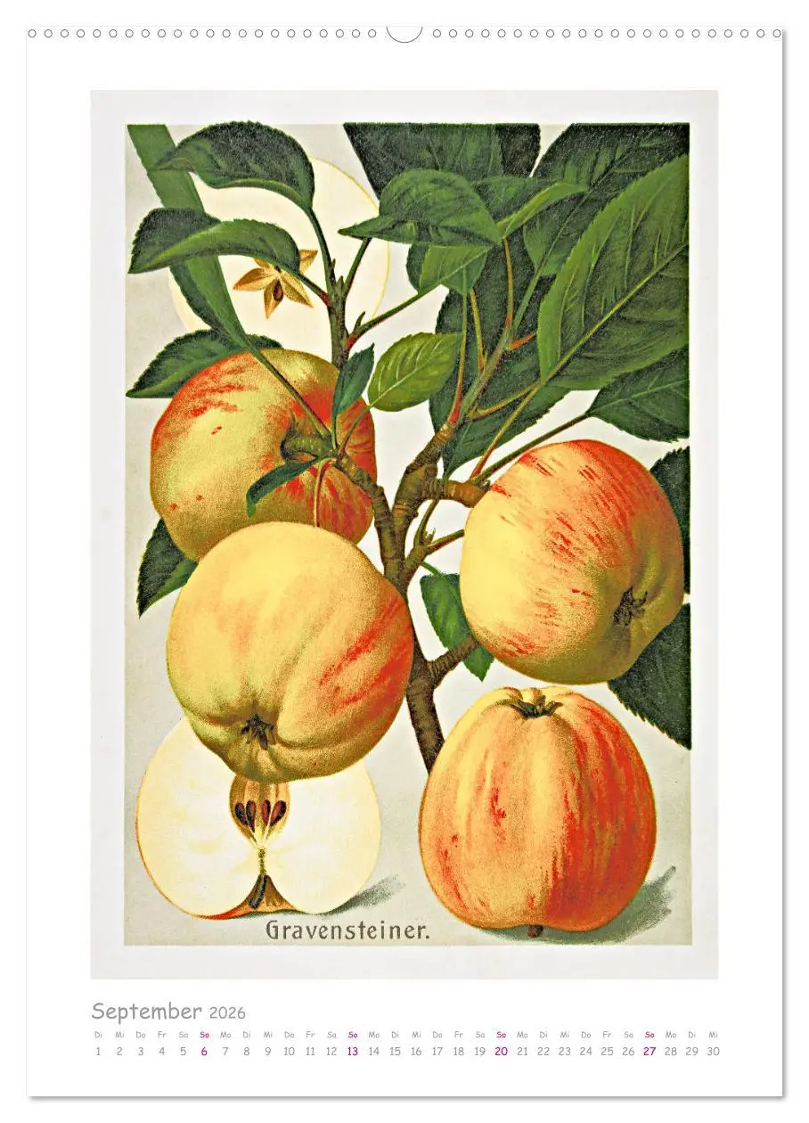 Bild: 9783516402476 | Äpfel/Appels. Alte ostfriesische Sorten (Wandkalender 2026 DIN A2...