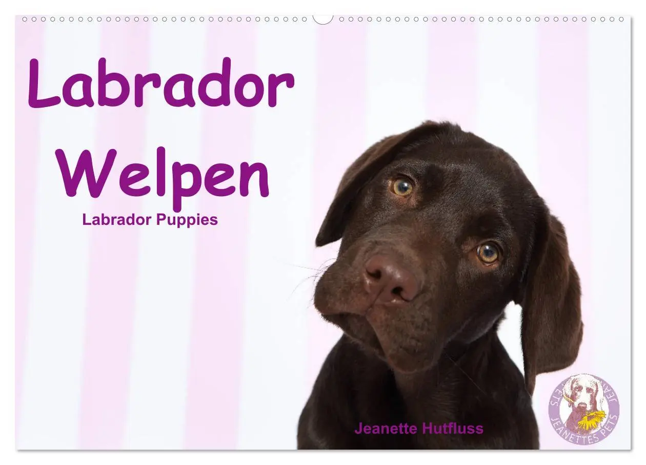 Cover: 9783457772676 | Labrador Welpen - Labrador Puppies (Wandkalender 2026 DIN A2 quer),...