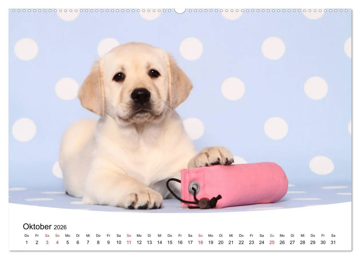 Bild: 9783457772676 | Labrador Welpen - Labrador Puppies (Wandkalender 2026 DIN A2 quer),...