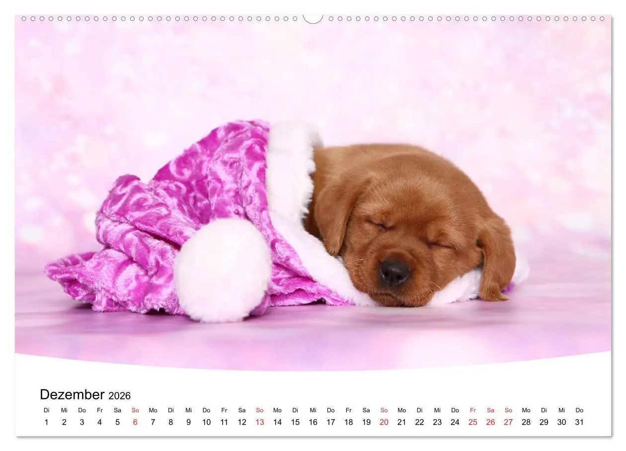 Bild: 9783457772676 | Labrador Welpen - Labrador Puppies (Wandkalender 2026 DIN A2 quer),...
