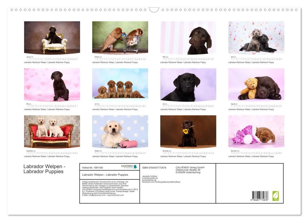 Bild: 9783457772676 | Labrador Welpen - Labrador Puppies (Wandkalender 2026 DIN A2 quer),...