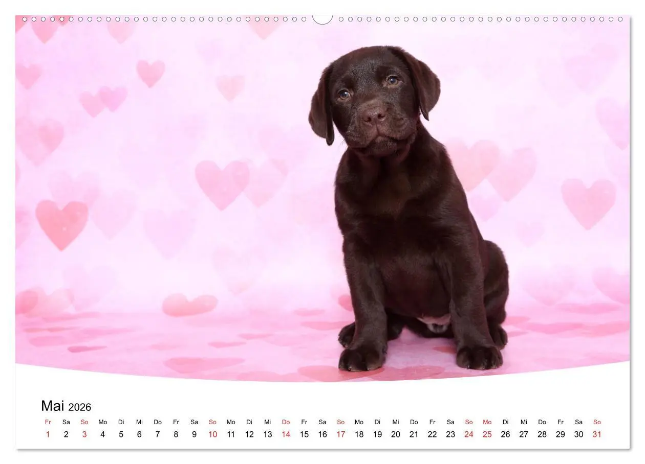Bild: 9783457772676 | Labrador Welpen - Labrador Puppies (Wandkalender 2026 DIN A2 quer),...
