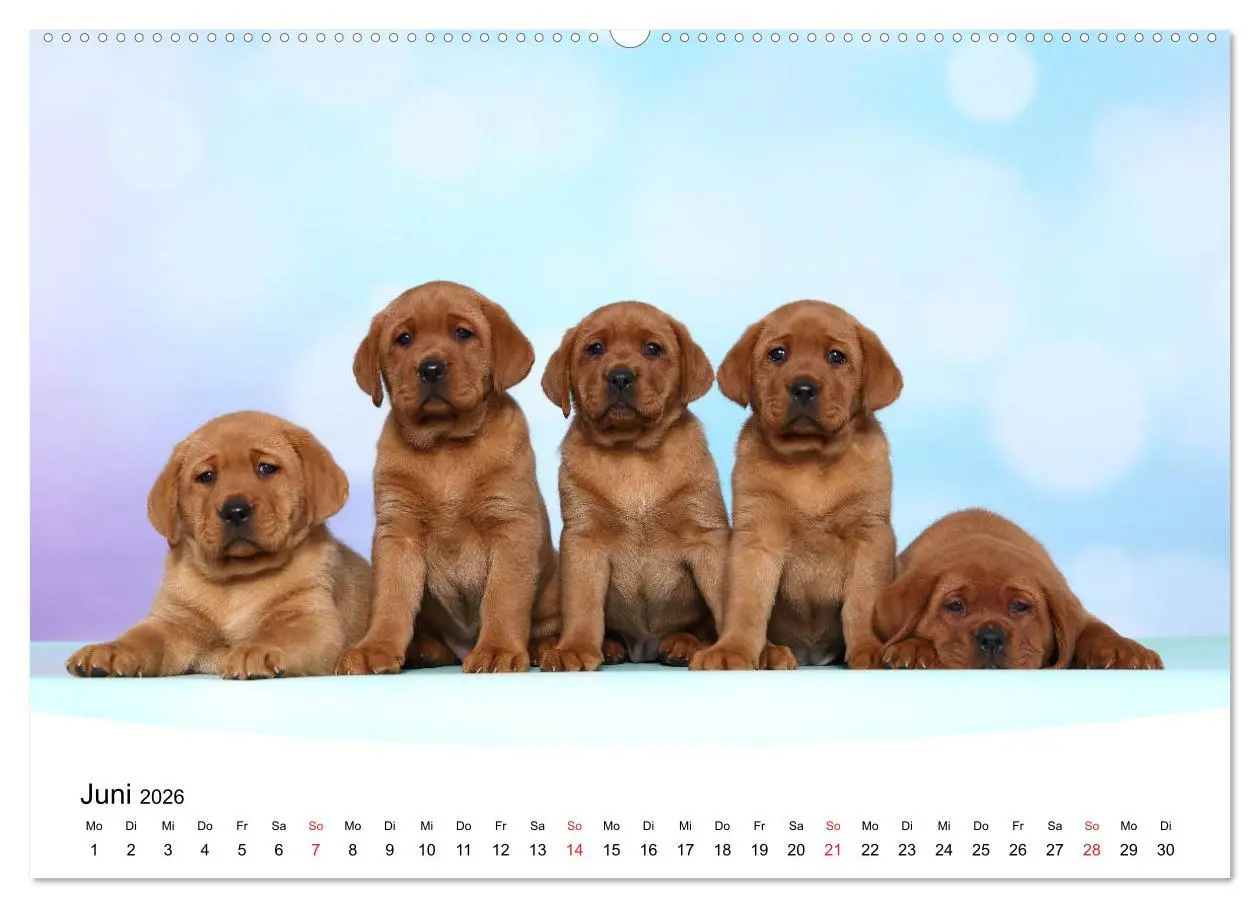 Bild: 9783457772676 | Labrador Welpen - Labrador Puppies (Wandkalender 2026 DIN A2 quer),...