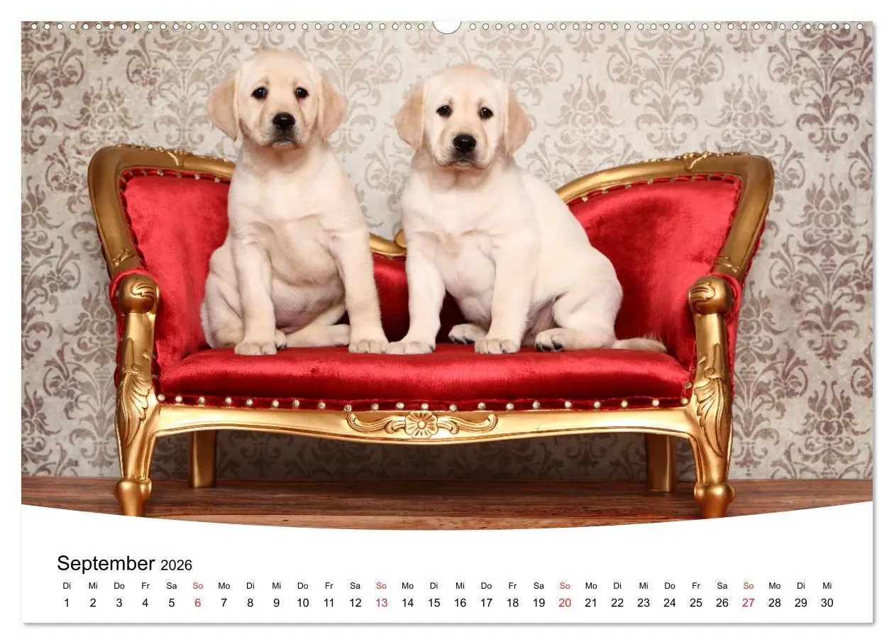 Bild: 9783457772676 | Labrador Welpen - Labrador Puppies (Wandkalender 2026 DIN A2 quer),...