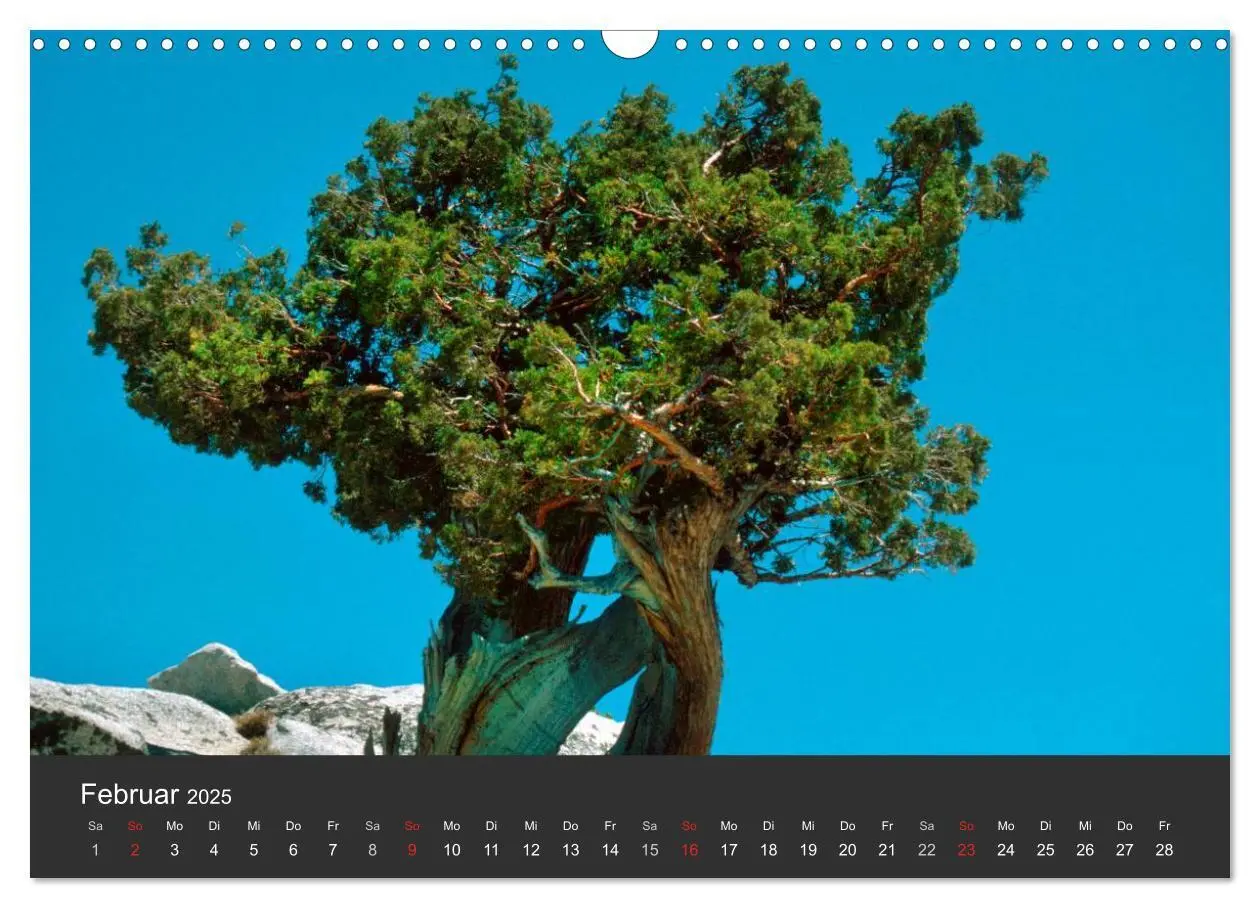 Bild: 9783435672776 | Alte Bäume Alte Veteranen (Wandkalender 2025 DIN A3 quer), CALVENDO...