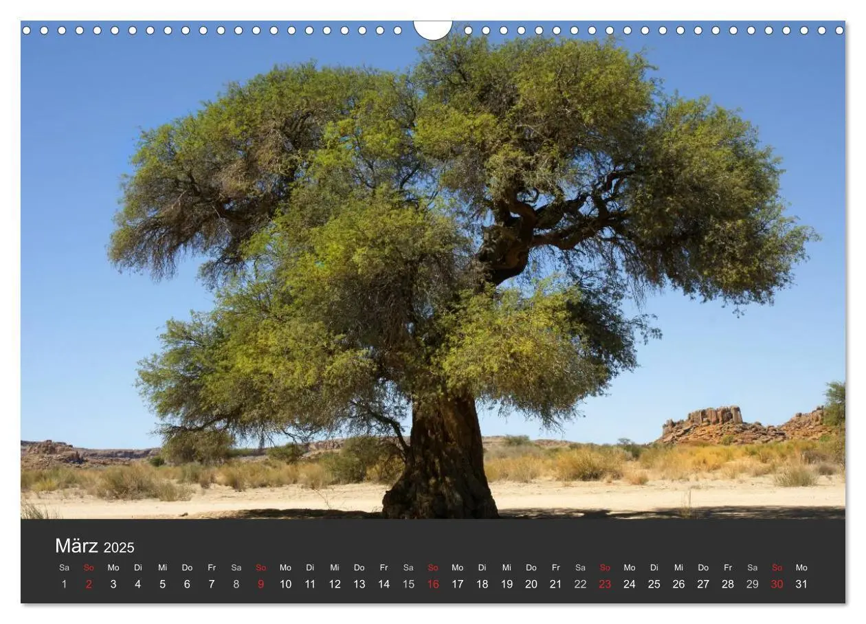 Bild: 9783435672776 | Alte Bäume Alte Veteranen (Wandkalender 2025 DIN A3 quer), CALVENDO...