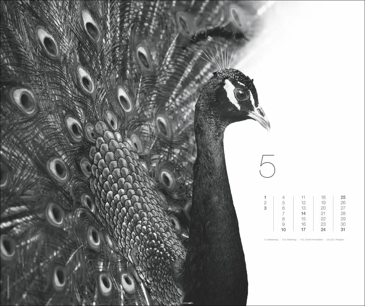 Bild: 9783839902776 | Black &amp; White Animals 2026 | Kalender | Spiralbindung | 14 S. | 2026