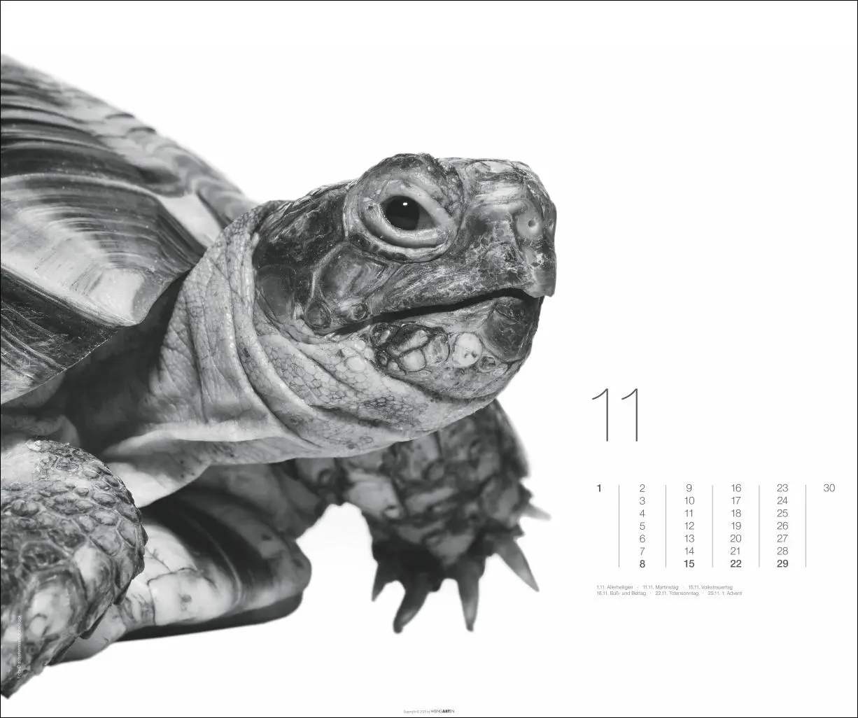 Bild: 9783839902776 | Black &amp; White Animals 2026 | Kalender | Spiralbindung | 14 S. | 2026