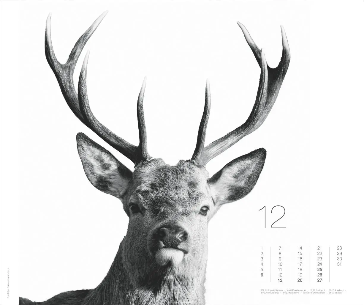 Bild: 9783839902776 | Black &amp; White Animals 2026 | Kalender | Spiralbindung | 14 S. | 2026