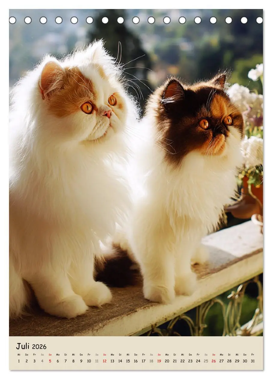 Bild: 9783457992876 | Perserkatzen. Zauberhafte Langhaar-Divas in Szene gesetzt...