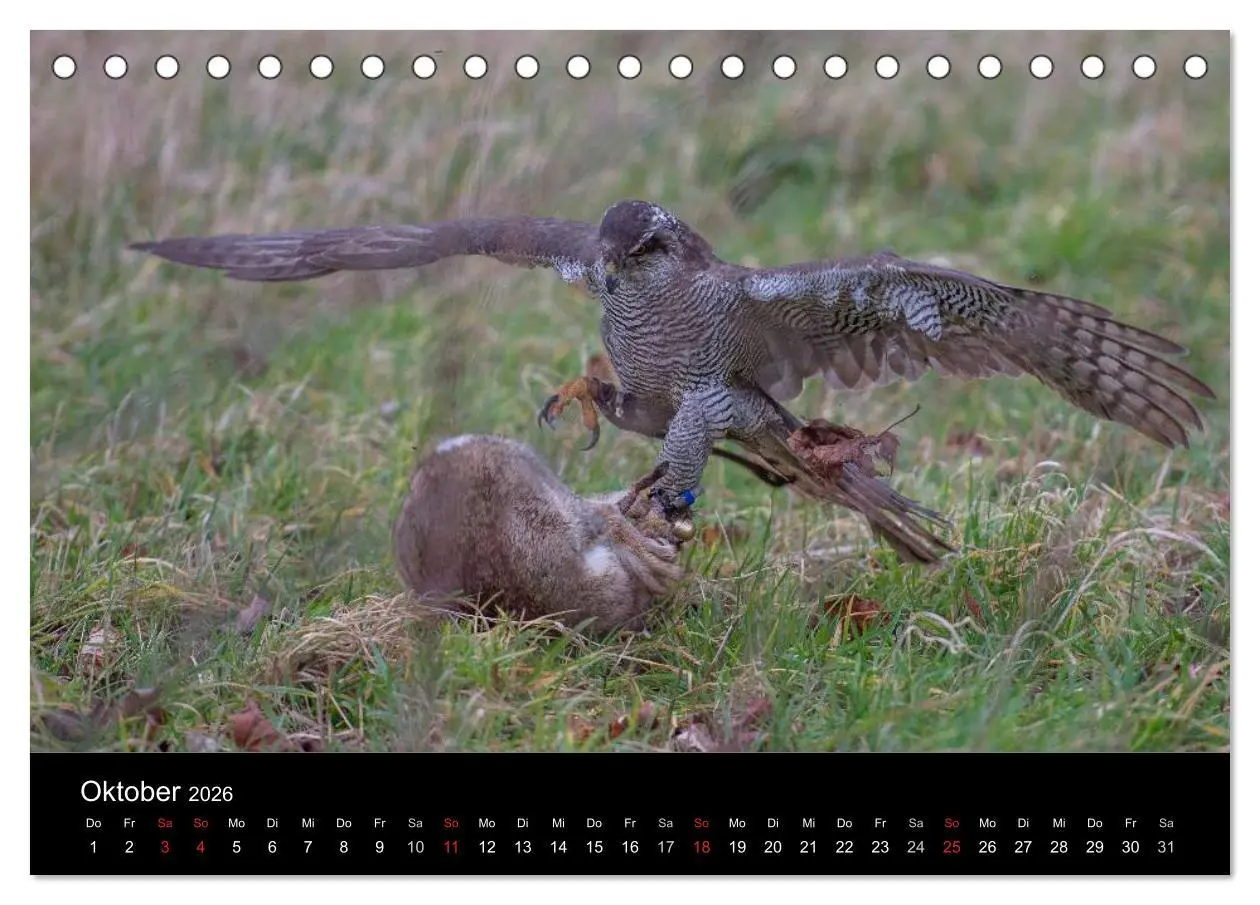 Bild: 9783516082876 | Falknerei Der Habicht (Tischkalender 2026 DIN A5 quer), CALVENDO...