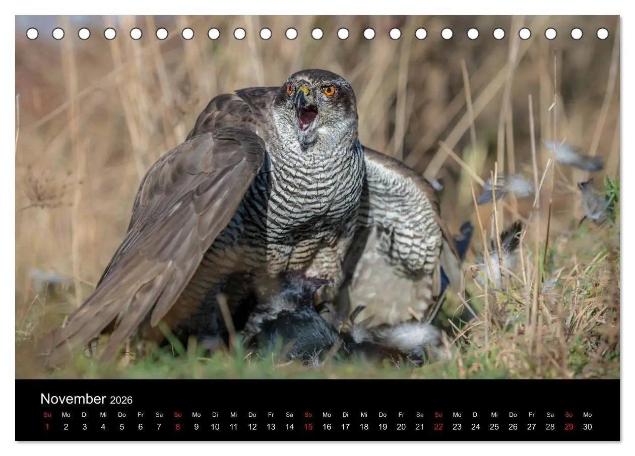 Bild: 9783516082876 | Falknerei Der Habicht (Tischkalender 2026 DIN A5 quer), CALVENDO...
