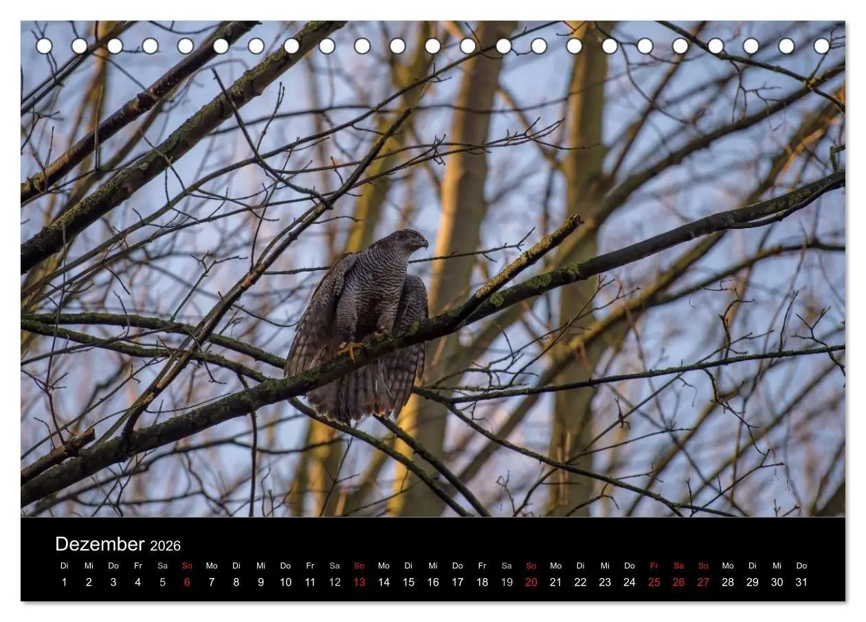Bild: 9783516082876 | Falknerei Der Habicht (Tischkalender 2026 DIN A5 quer), CALVENDO...