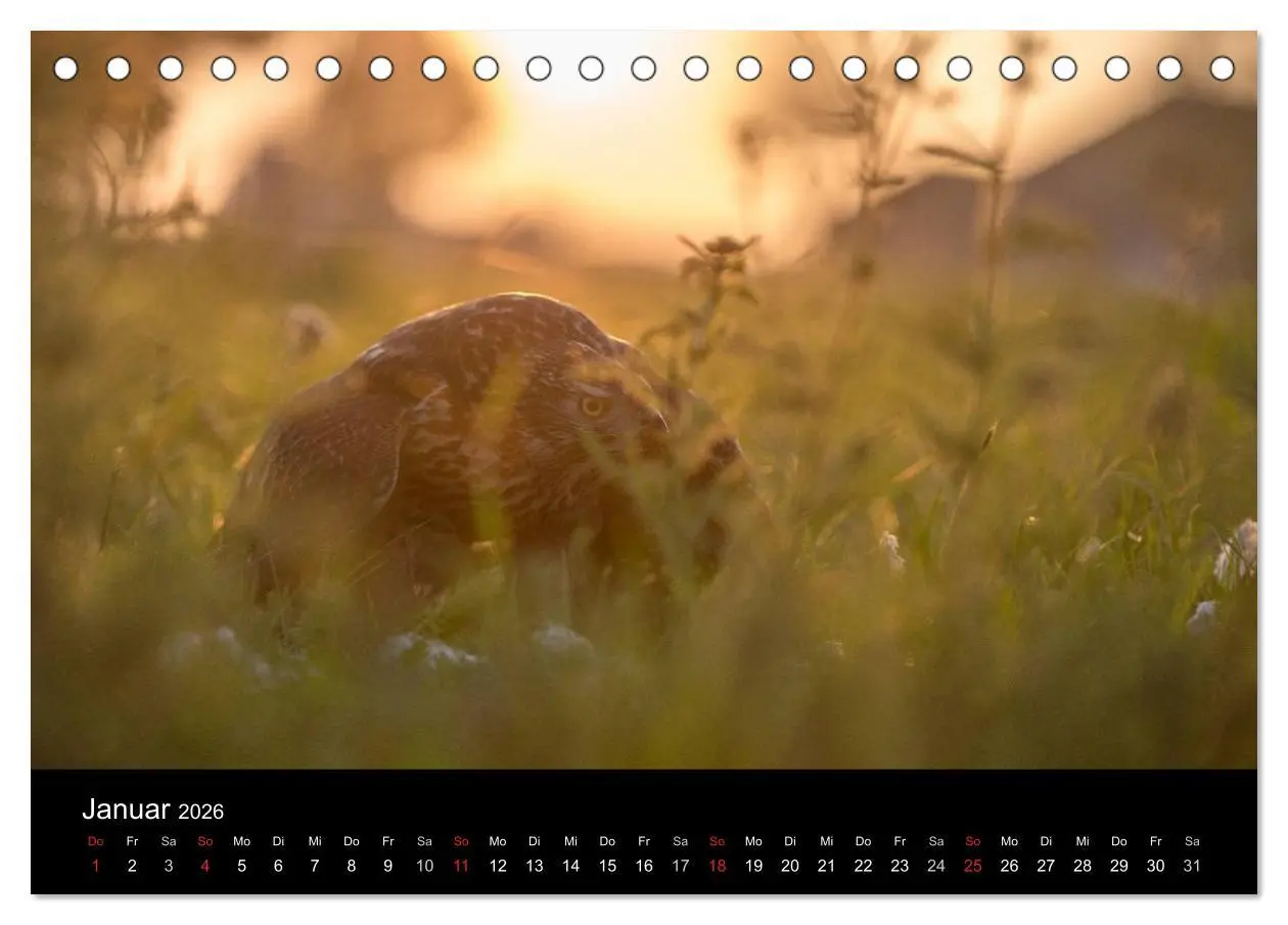 Bild: 9783516082876 | Falknerei Der Habicht (Tischkalender 2026 DIN A5 quer), CALVENDO...