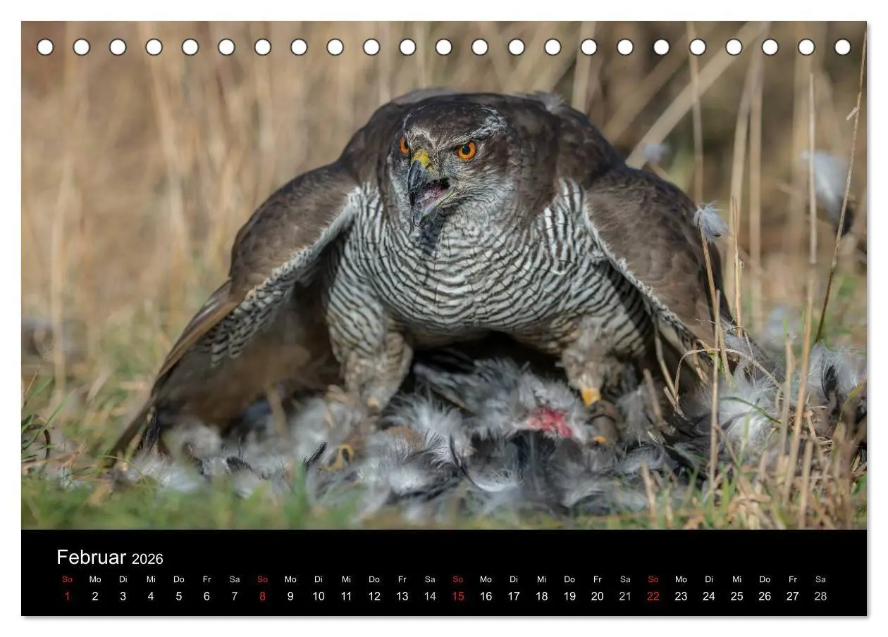 Bild: 9783516082876 | Falknerei Der Habicht (Tischkalender 2026 DIN A5 quer), CALVENDO...