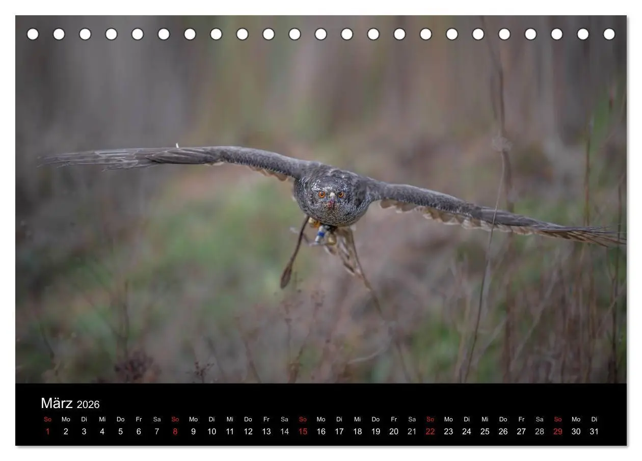 Bild: 9783516082876 | Falknerei Der Habicht (Tischkalender 2026 DIN A5 quer), CALVENDO...