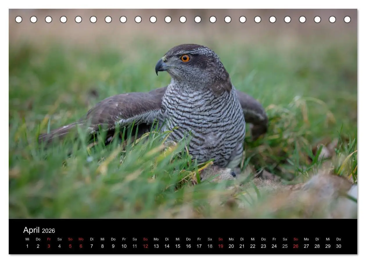 Bild: 9783516082876 | Falknerei Der Habicht (Tischkalender 2026 DIN A5 quer), CALVENDO...