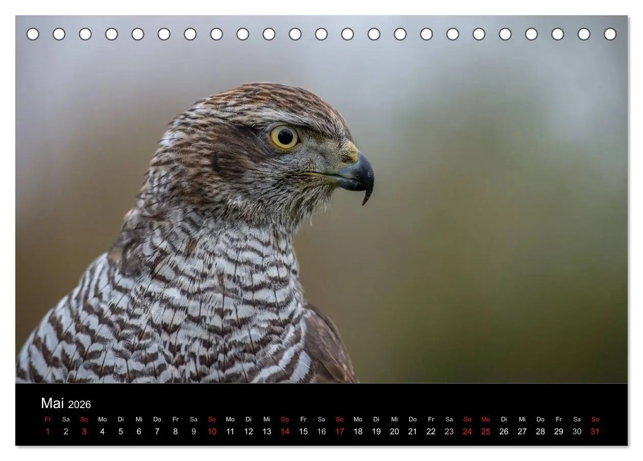 Bild: 9783516082876 | Falknerei Der Habicht (Tischkalender 2026 DIN A5 quer), CALVENDO...