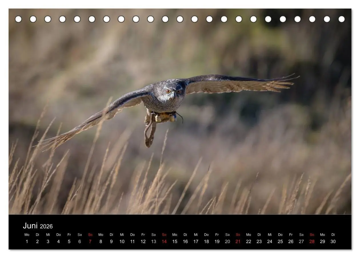 Bild: 9783516082876 | Falknerei Der Habicht (Tischkalender 2026 DIN A5 quer), CALVENDO...