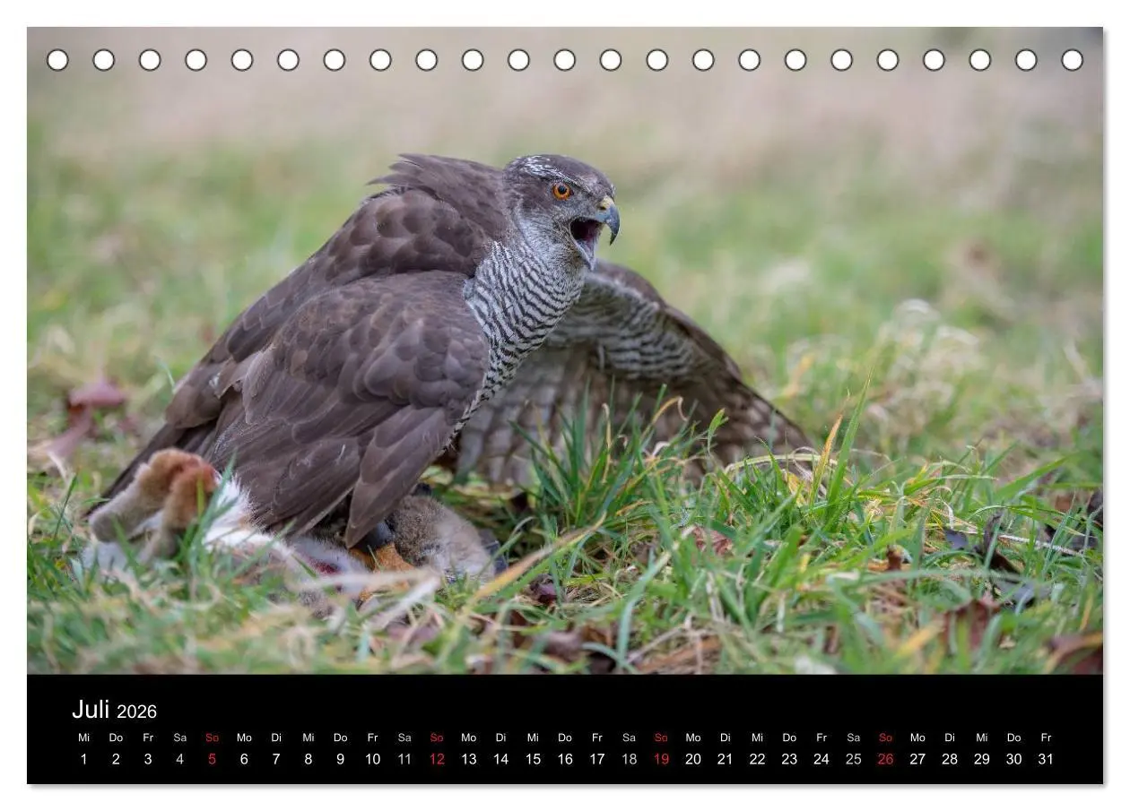 Bild: 9783516082876 | Falknerei Der Habicht (Tischkalender 2026 DIN A5 quer), CALVENDO...