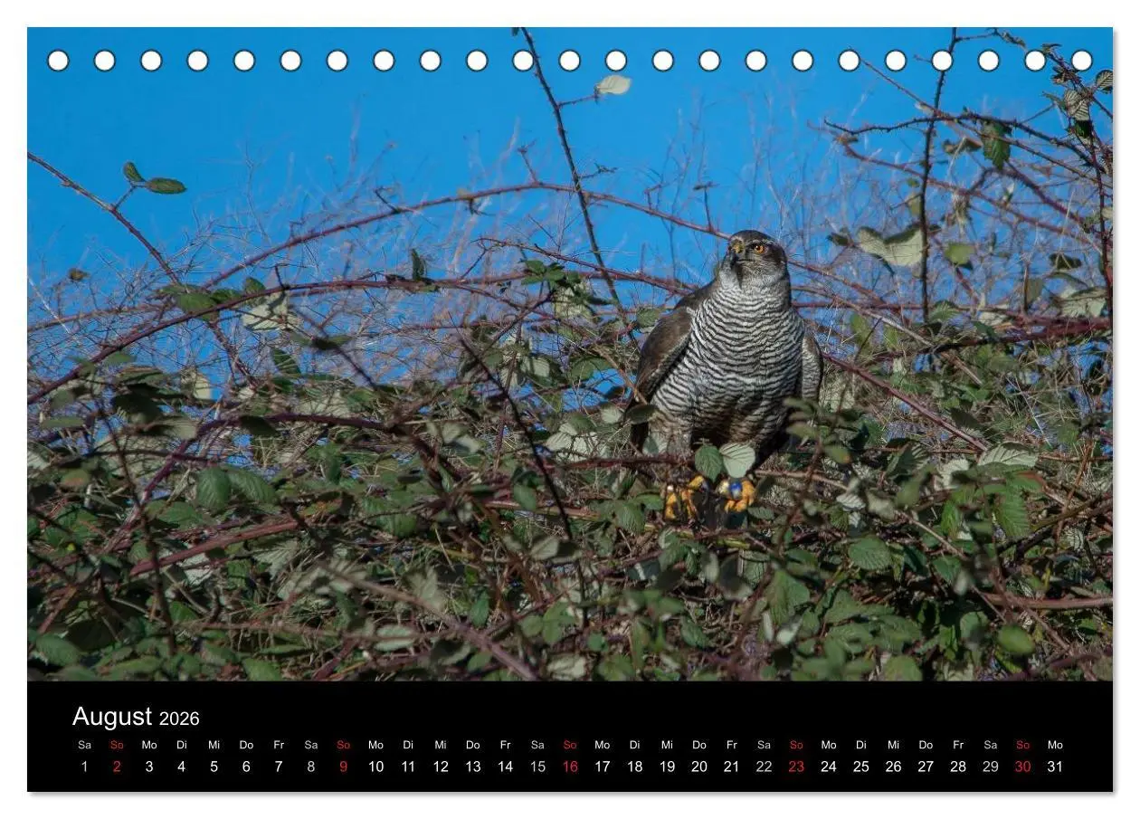 Bild: 9783516082876 | Falknerei Der Habicht (Tischkalender 2026 DIN A5 quer), CALVENDO...