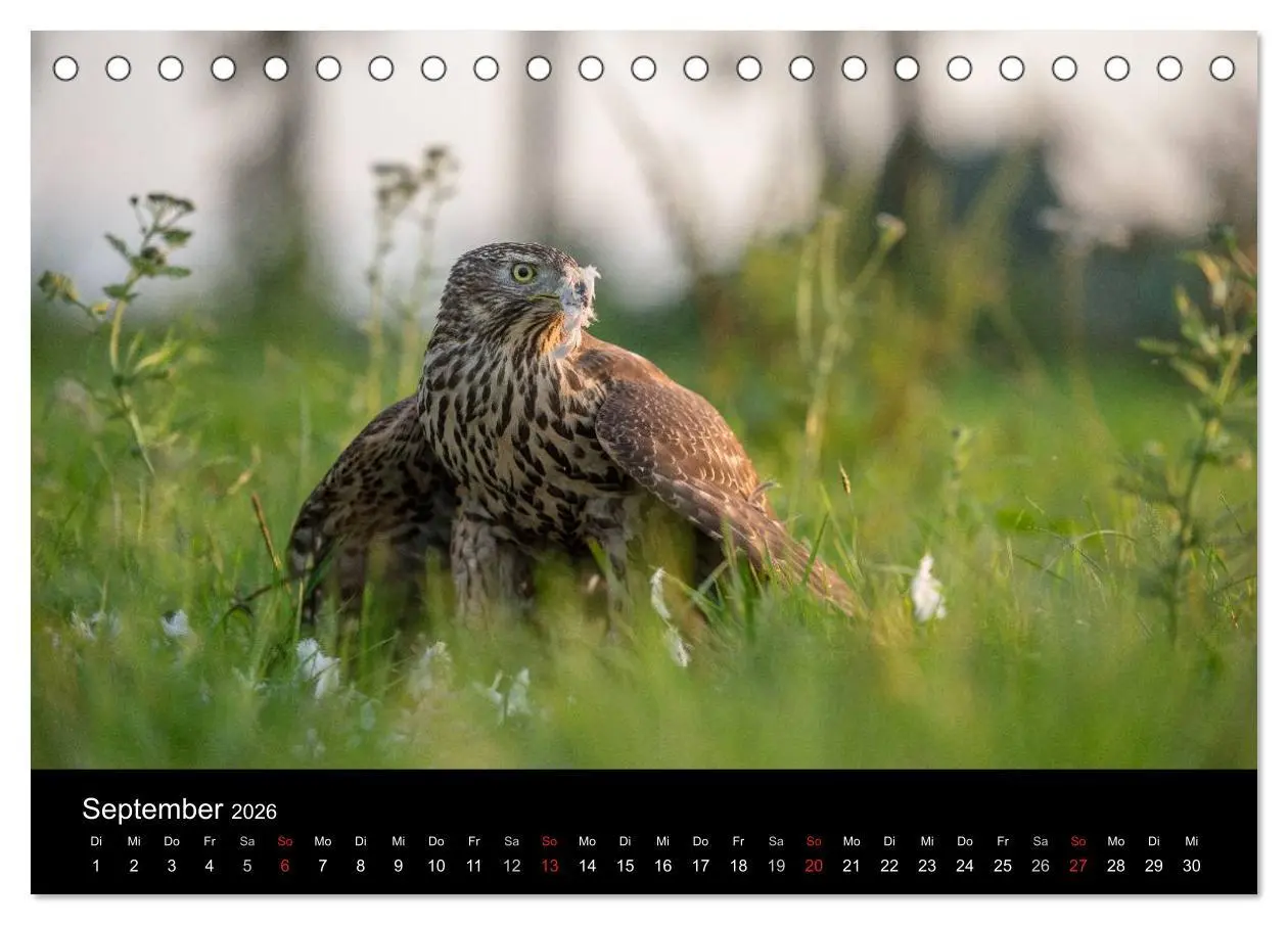 Bild: 9783516082876 | Falknerei Der Habicht (Tischkalender 2026 DIN A5 quer), CALVENDO...