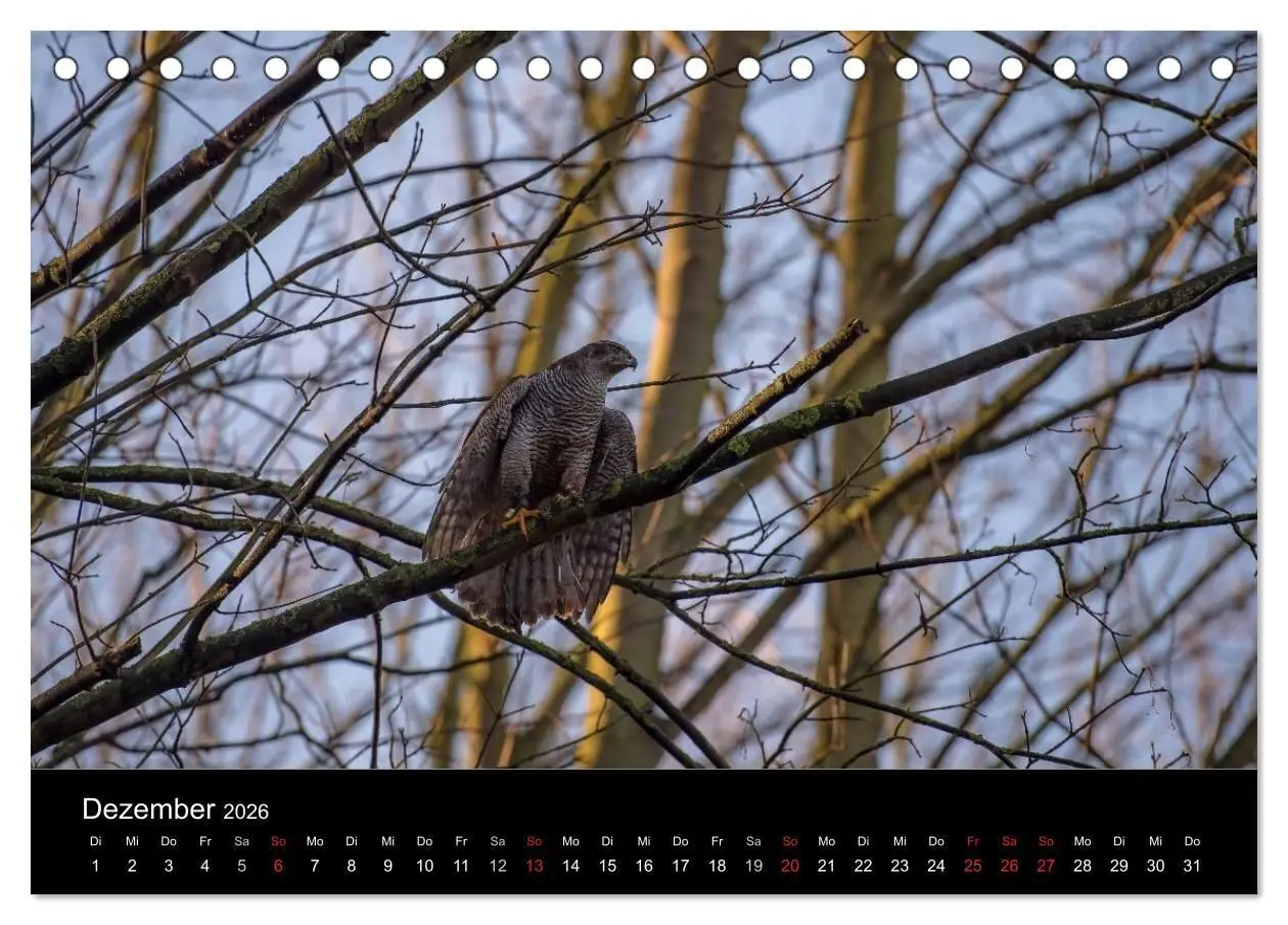Bild: 9783516082876 | Falknerei Der Habicht (Tischkalender 2026 DIN A5 quer), CALVENDO...