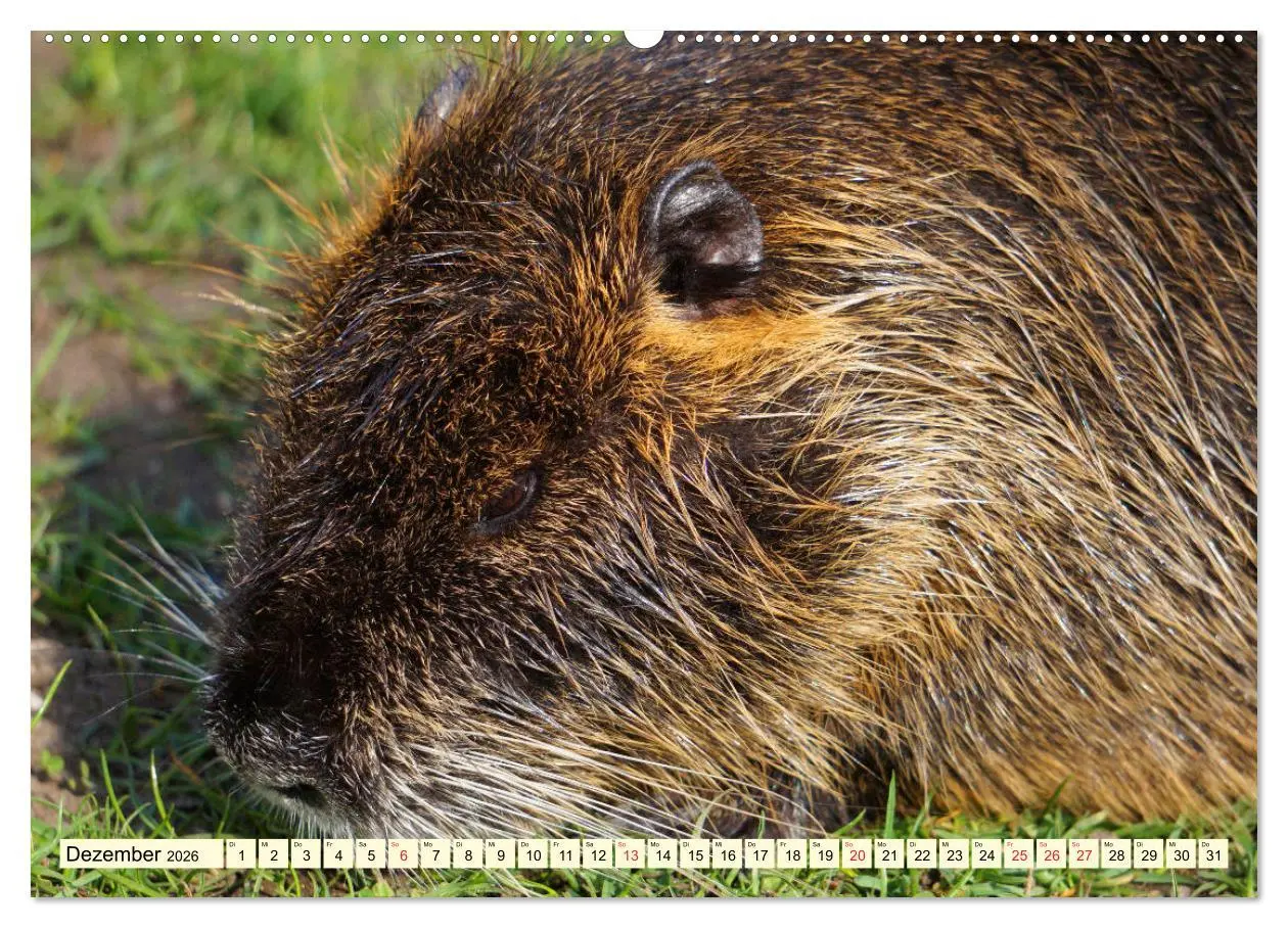 Bild: 9783457812976 | Nutrias Peißnitzinsel Halle Saale (Wandkalender 2026 DIN A2 quer),...