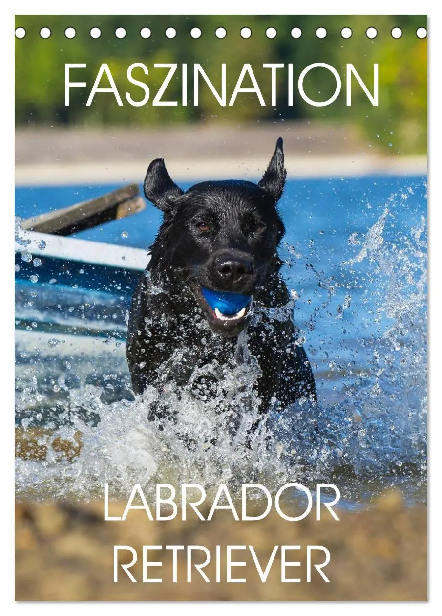 Cover: 9783516452976 | Faszination Labrador Retriever (Tischkalender 2026 DIN A5 hoch),...