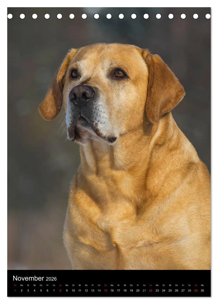 Bild: 9783516452976 | Faszination Labrador Retriever (Tischkalender 2026 DIN A5 hoch),...