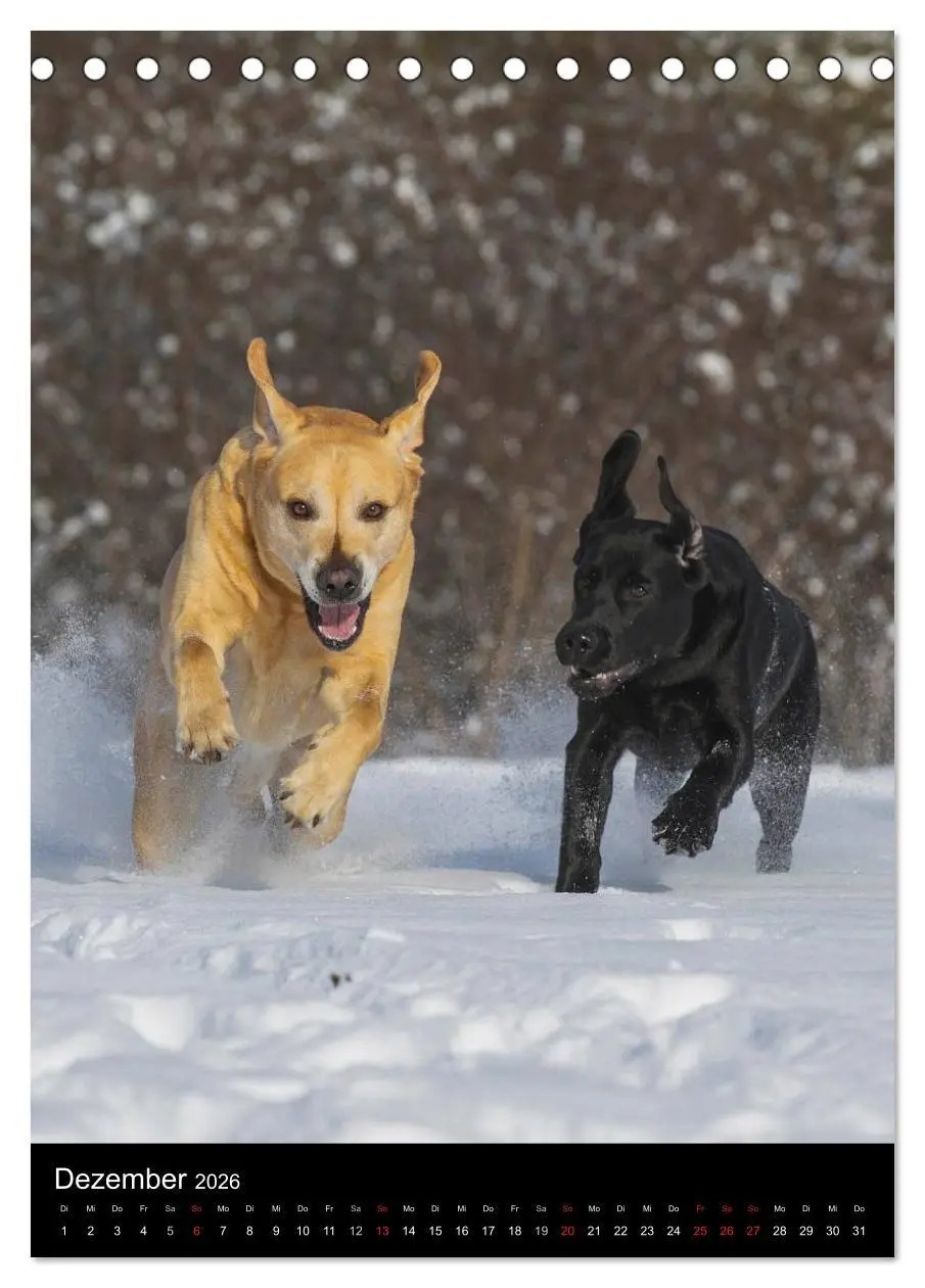 Bild: 9783516452976 | Faszination Labrador Retriever (Tischkalender 2026 DIN A5 hoch),...