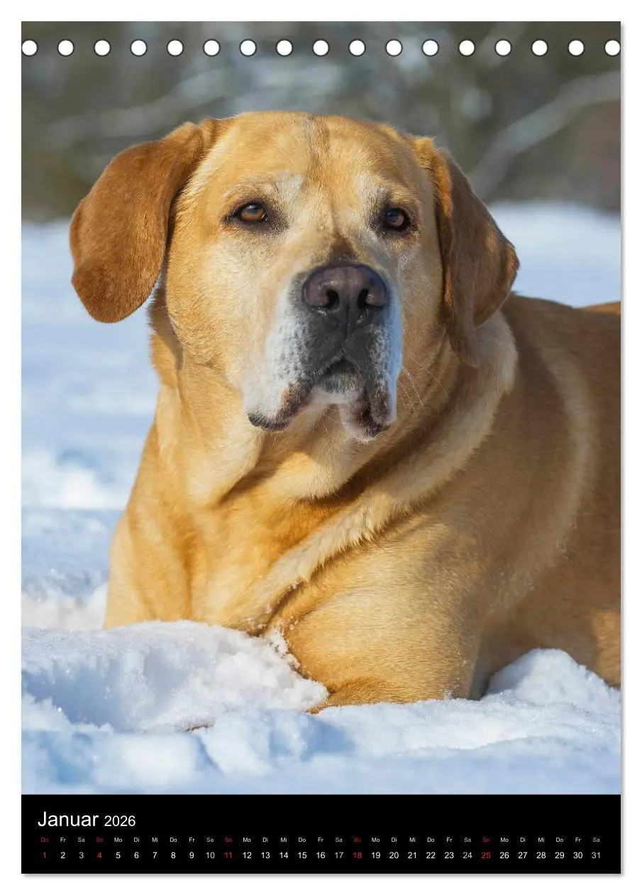 Bild: 9783516452976 | Faszination Labrador Retriever (Tischkalender 2026 DIN A5 hoch),...