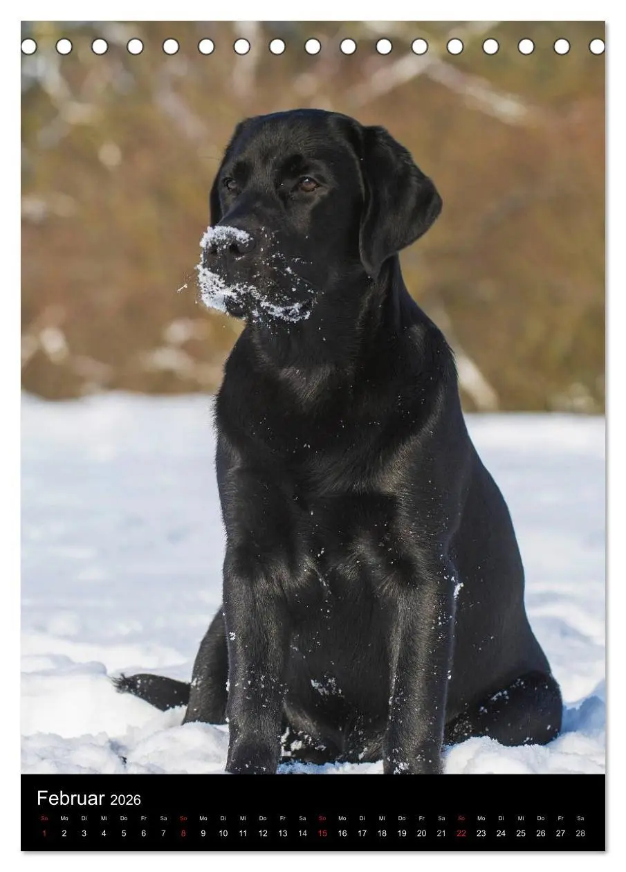 Bild: 9783516452976 | Faszination Labrador Retriever (Tischkalender 2026 DIN A5 hoch),...