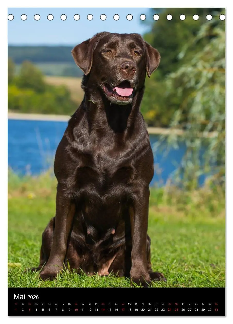 Bild: 9783516452976 | Faszination Labrador Retriever (Tischkalender 2026 DIN A5 hoch),...